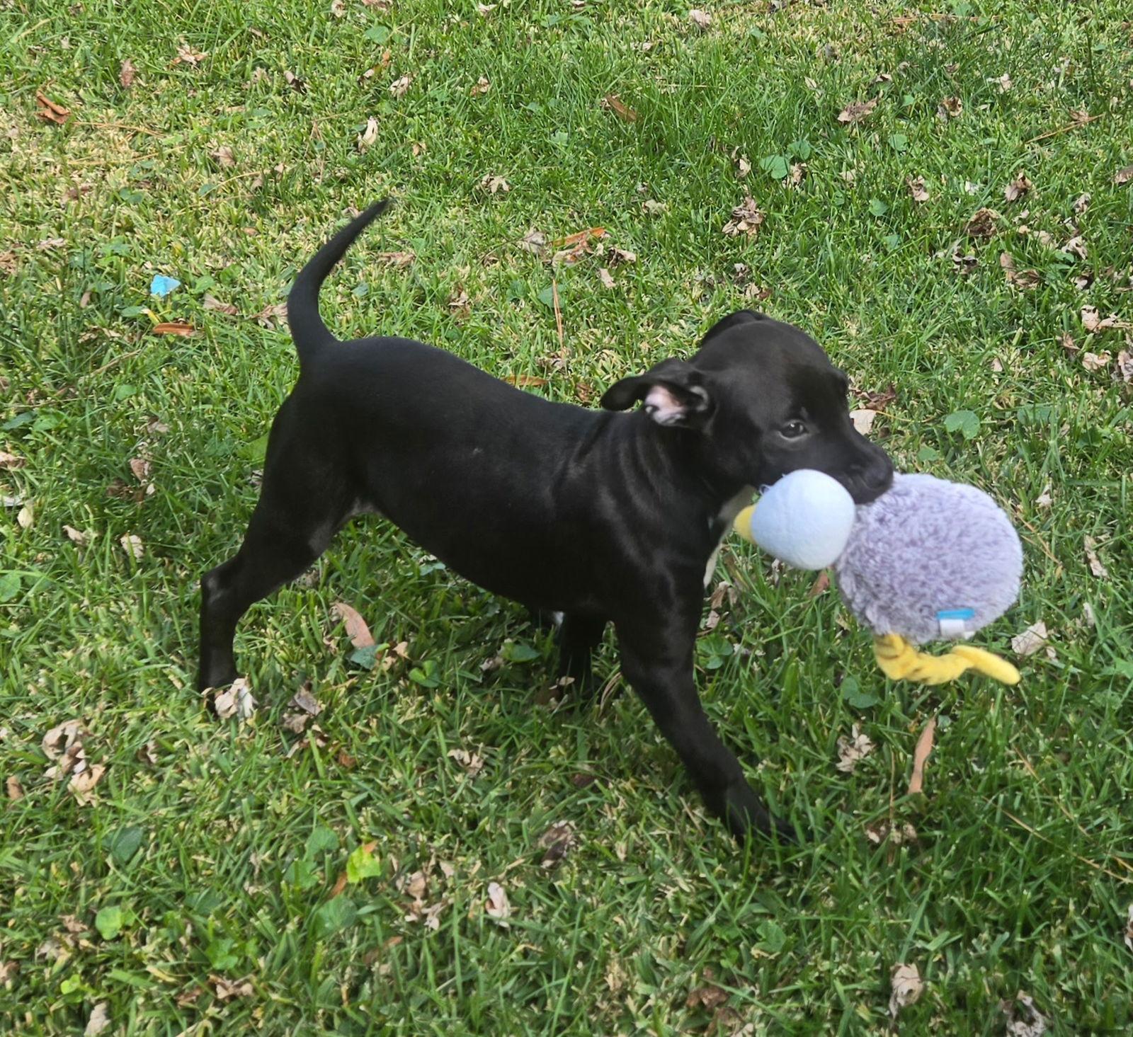 Simba, Adoptable, Young Male Pug & Terrier.