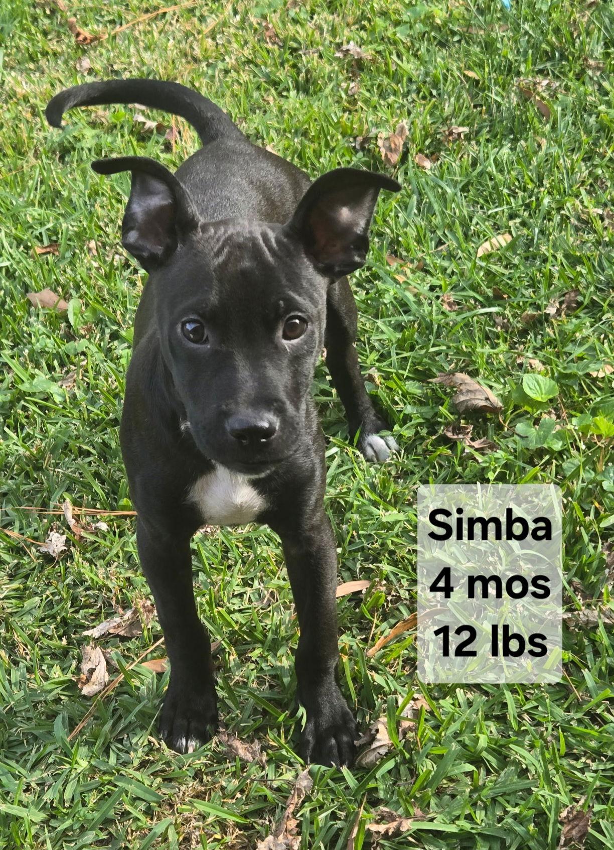 Enlarge Simba, a Adoptable mixed breed in Virginia Beach, VA image 2/3
