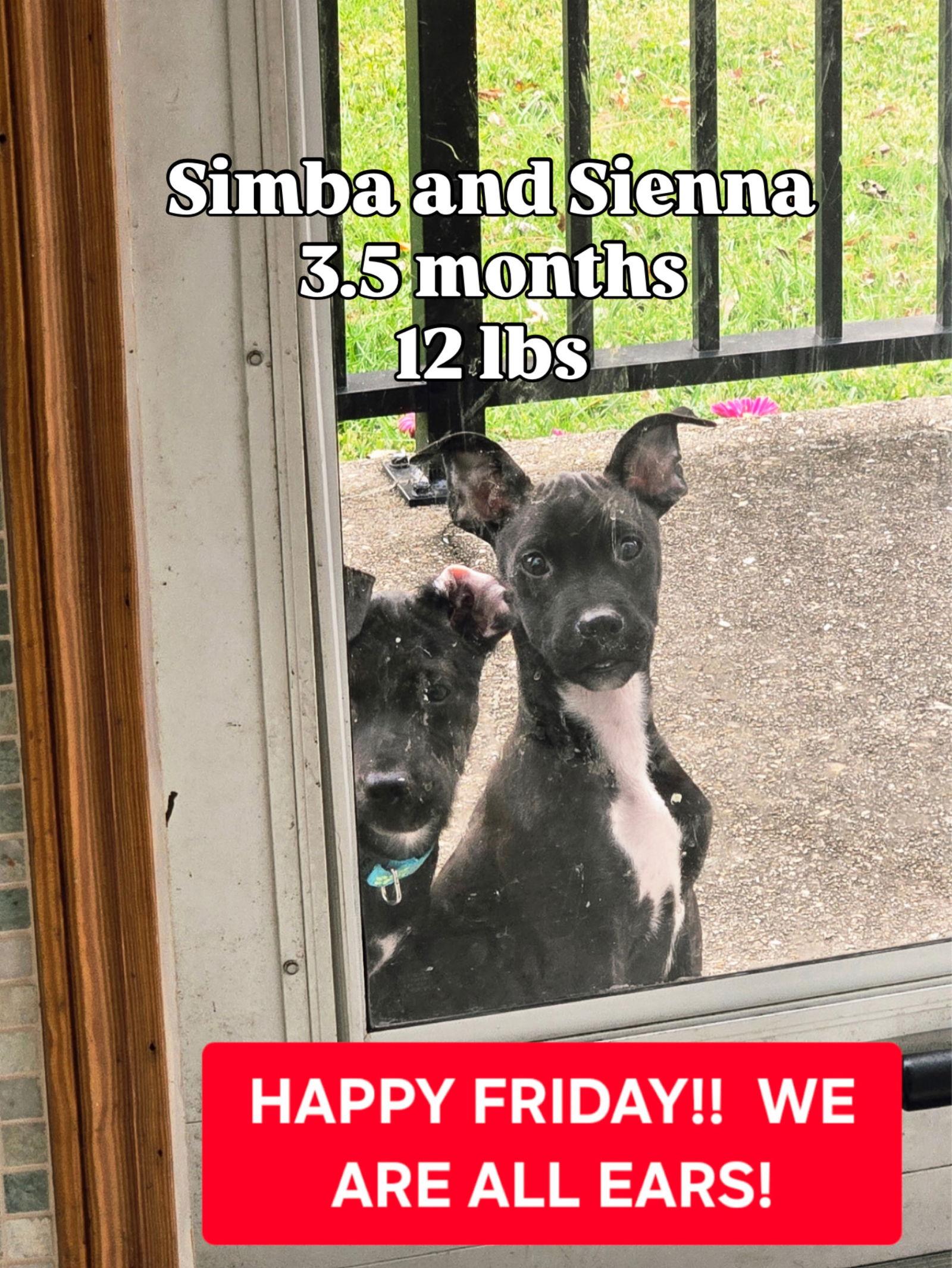 Enlarge Simba, a Adoptable mixed breed in Virginia Beach, VA image 3/3