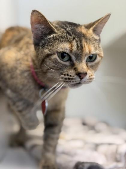 Avery, adopted, Adult Female Domestic Short Hair.
