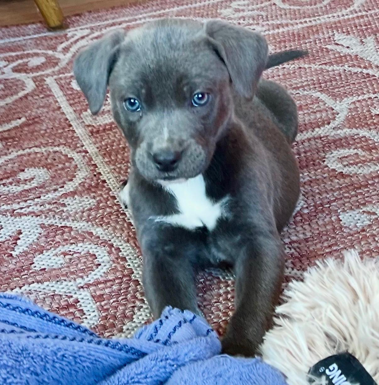 Solo, Adoptable, Puppy Female Pit Bull Terrier & American Staffordshire Terrier.