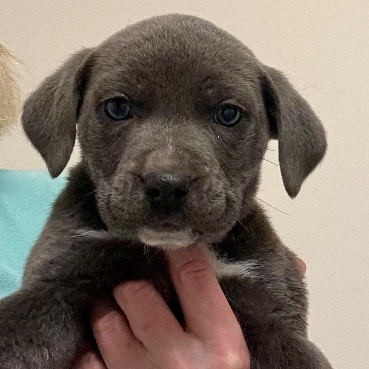 Enlarge Solo, a Adoptable mixed breed in Hamilton , NJ image 1/1