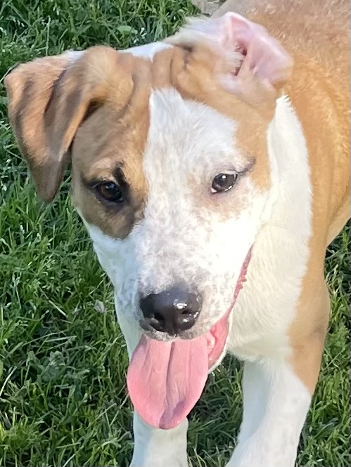 Gummibear, a Adoptable mixed breed in Warwick, RI image 3/6