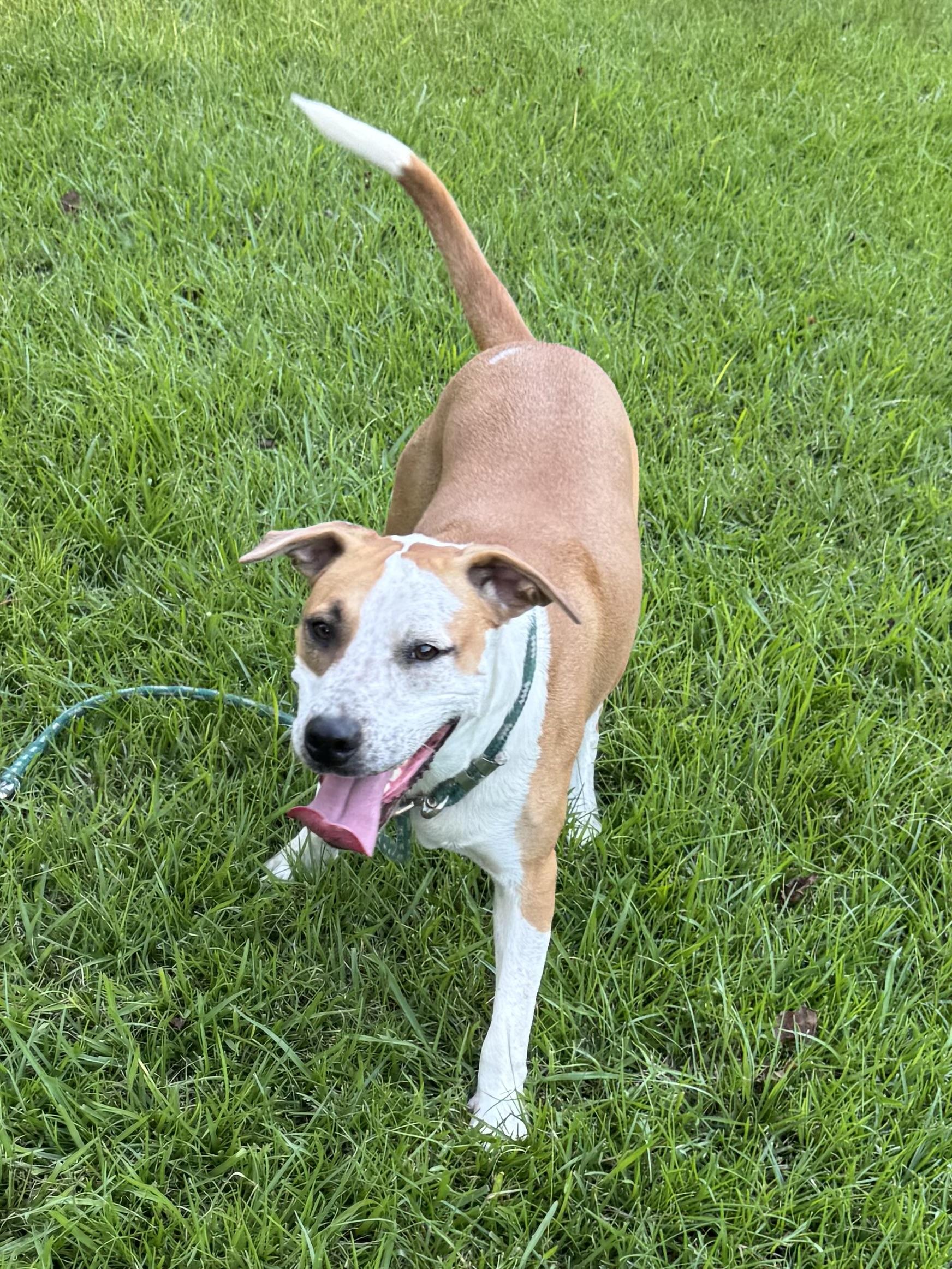 Gummibear, a Adoptable mixed breed in Warwick, RI image 1/6