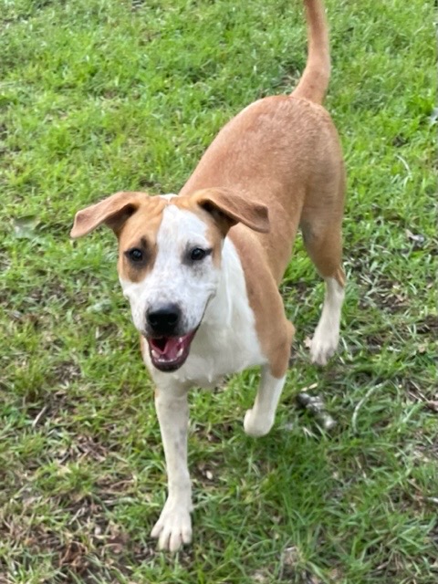 Gummibear, a Adoptable mixed breed in Warwick, RI image 4/6