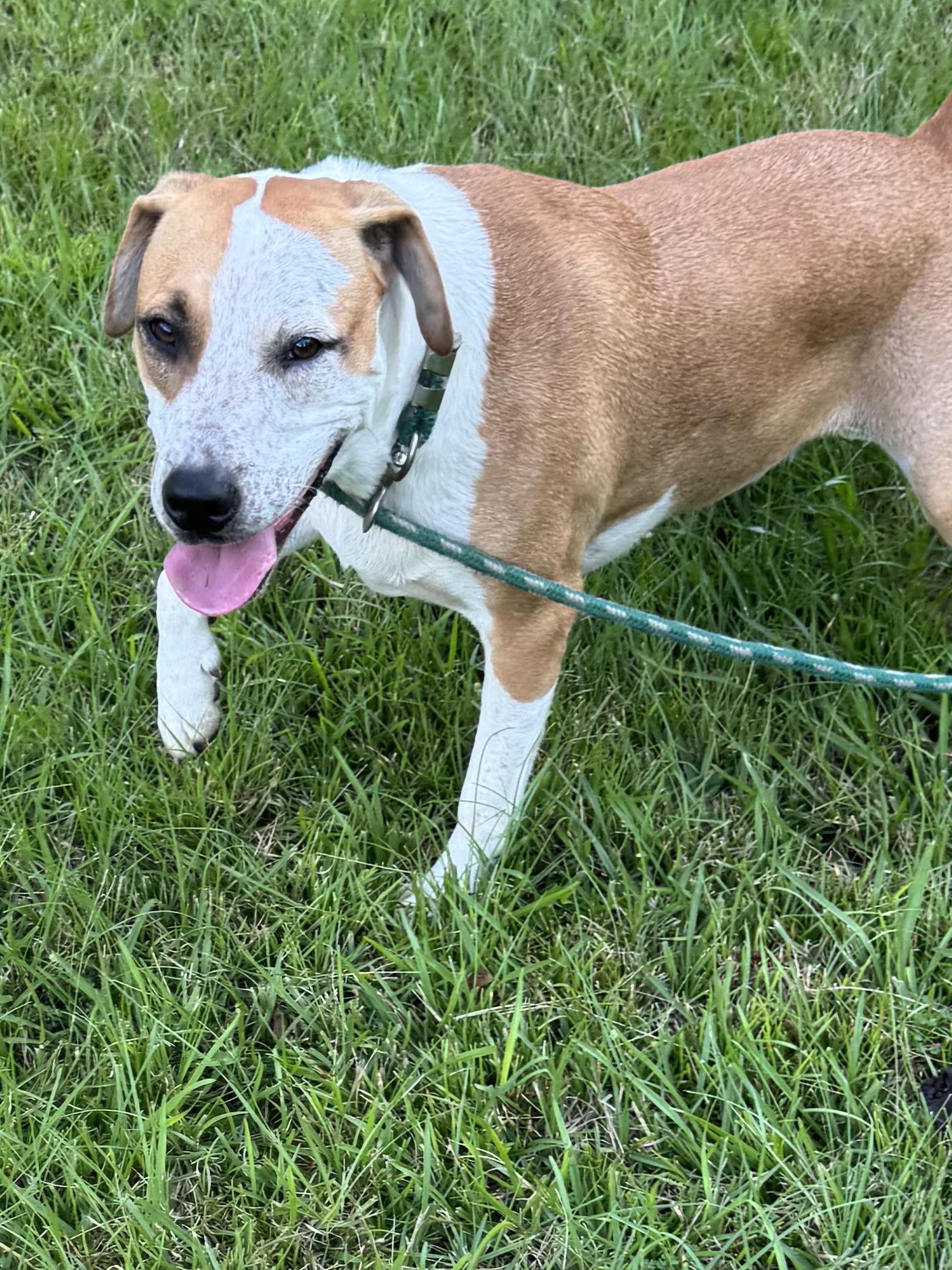 Gummibear, an adoptable Terrier, Hound in Warwick, RI, 02889 | Photo Image 5