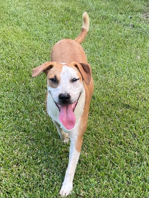 Gummibear, a Adoptable mixed breed in Warwick, RI image 6/6