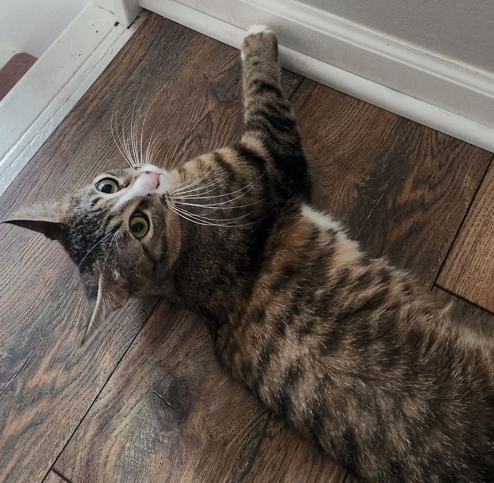 June, Adoptable, Young Female Domestic Short Hair.