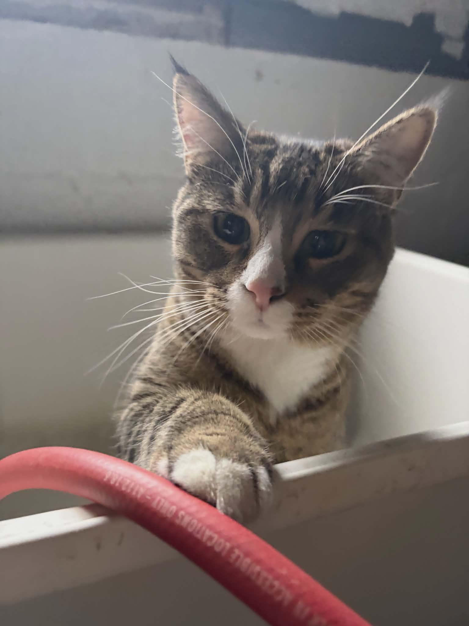 Enlarge June, a Adoptable Domestic Short Hair in hinckley, IL image 2/3