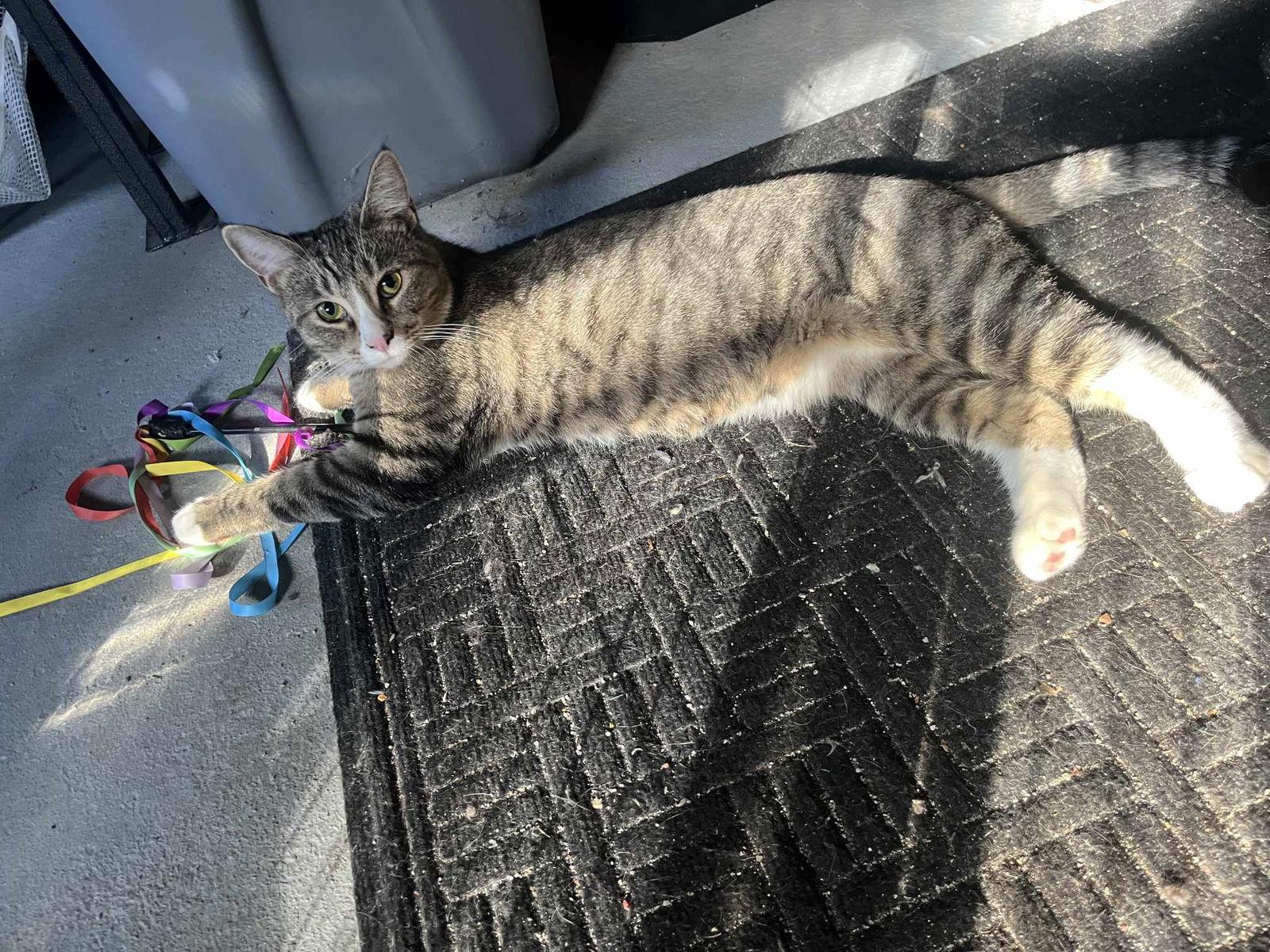 Enlarge June, a Adoptable Domestic Short Hair in hinckley, IL image 3/3