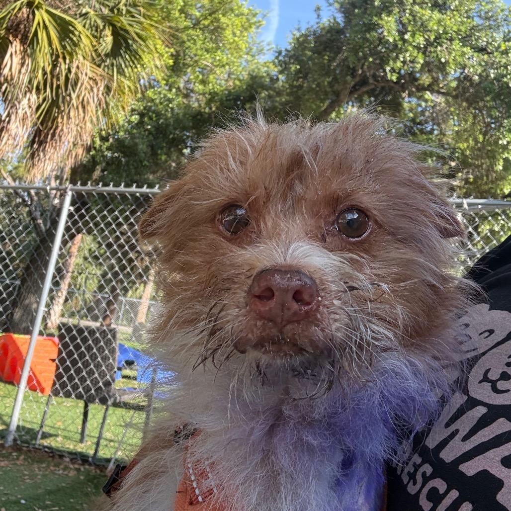 Enlarge Beet Root, a Adoptable mixed breed in Port Richey, FL image 1/6