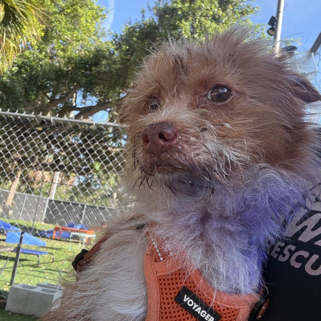 Enlarge Beet Root, a Adoptable mixed breed in Port Richey, FL image 4/6