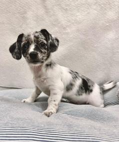 Chloe