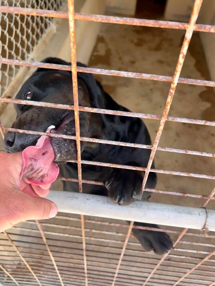Sanford, a Adoptable Black Labrador Retriever in Reeds Spring, MO image 2/4