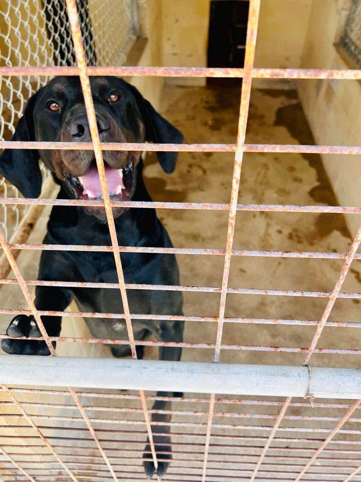 Sanford, a Adoptable Black Labrador Retriever in Reeds Spring, MO image 3/4
