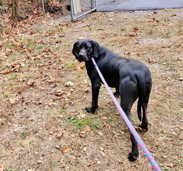 Sanford, a Adoptable Black Labrador Retriever in Reeds Spring, MO image 4/4