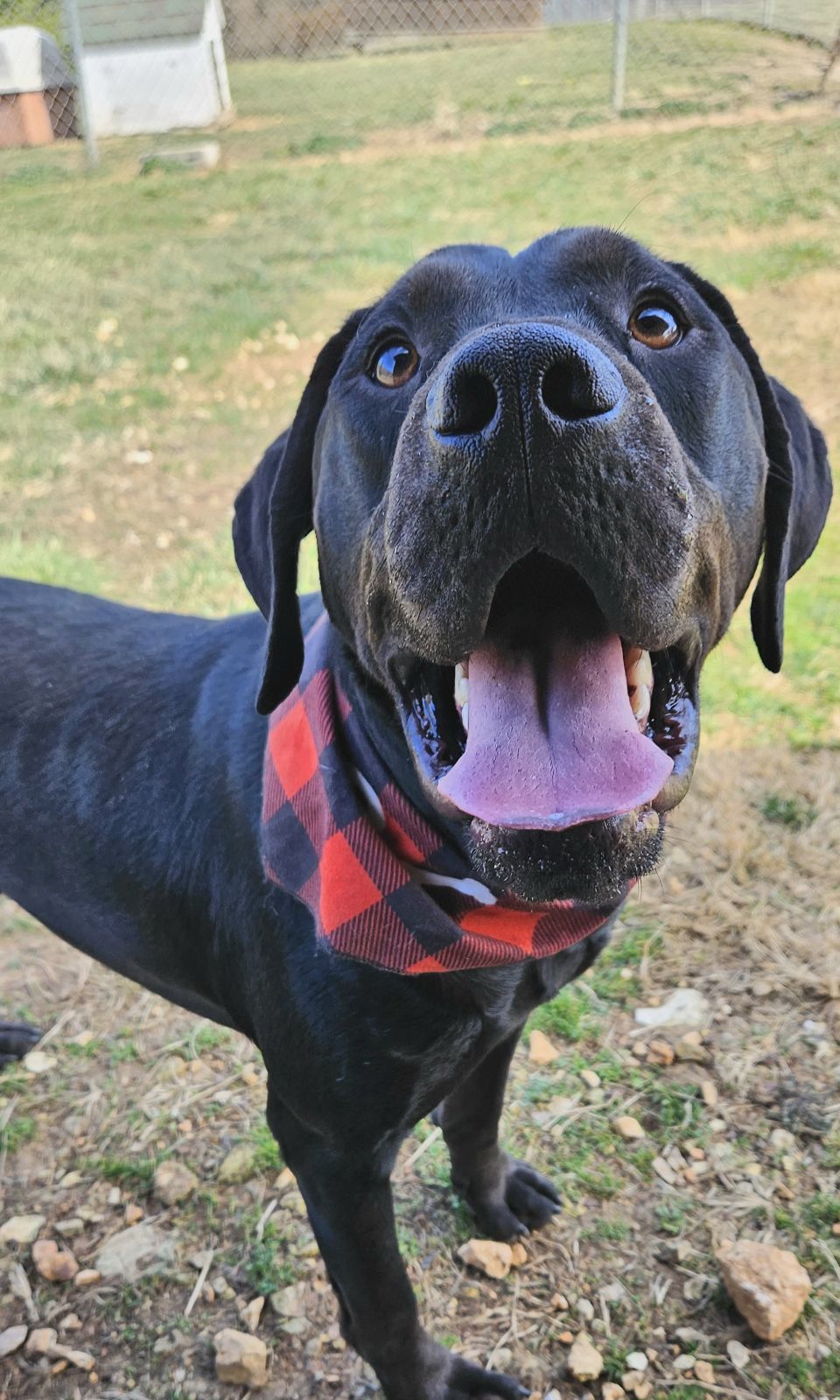 Sanford, a Adoptable Black Labrador Retriever in Reeds Spring, MO image 1/4