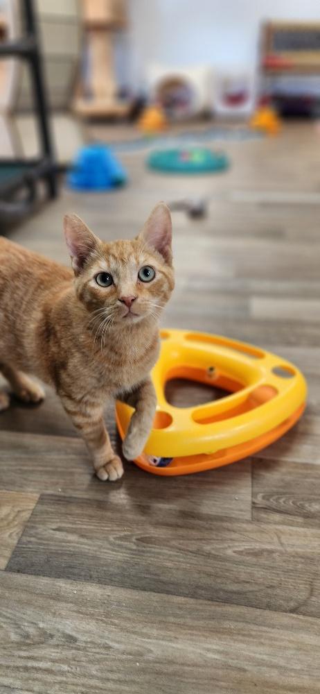 Chucky — thumbnail 2