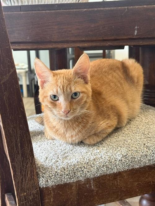 Chucky — thumbnail 4