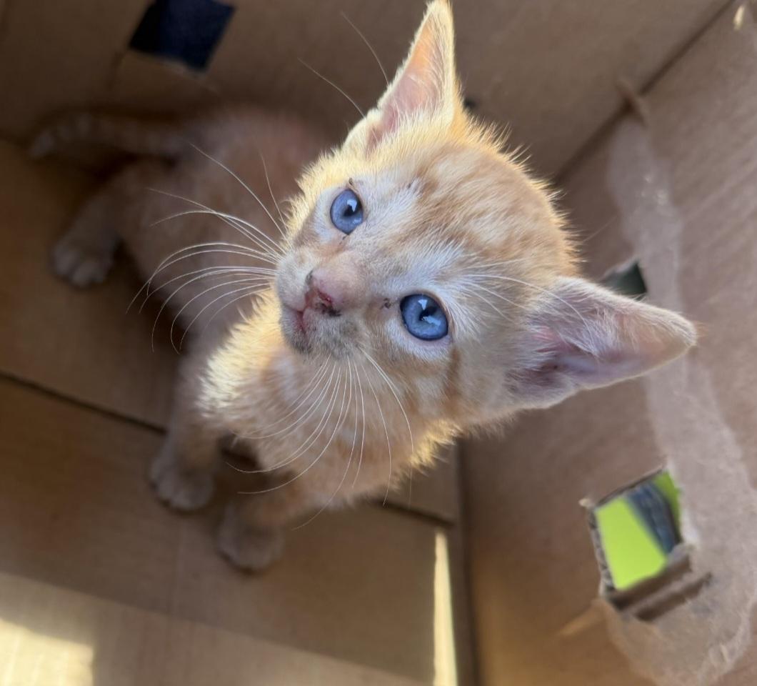 Chucky — thumbnail 6