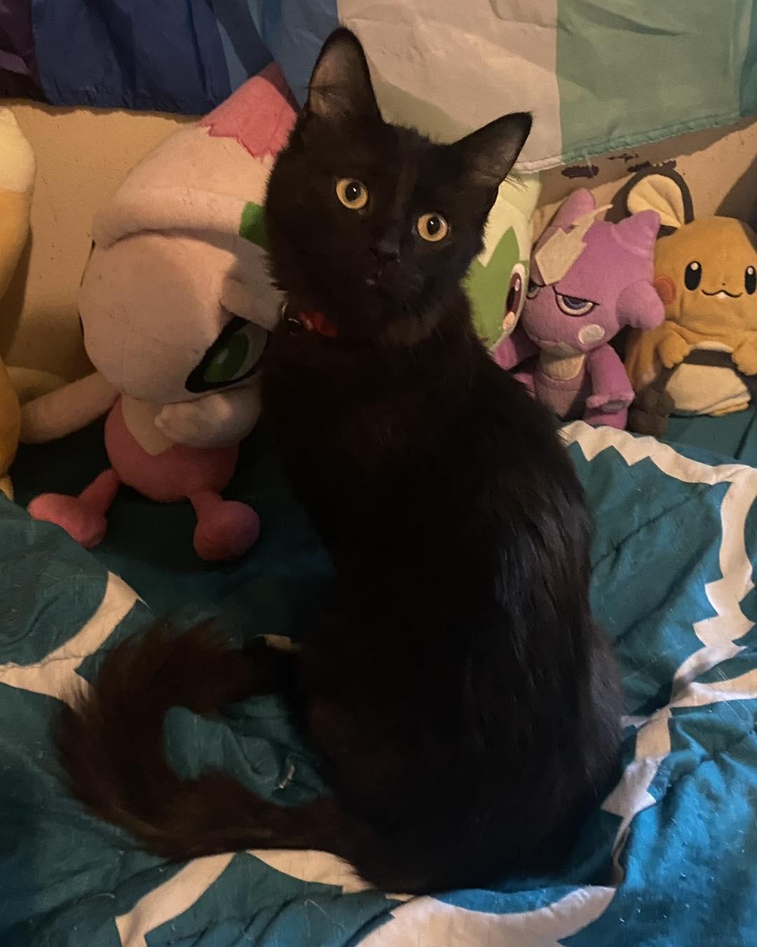 Cherry, Adoptable, Kitten Female Domestic Medium Hair.