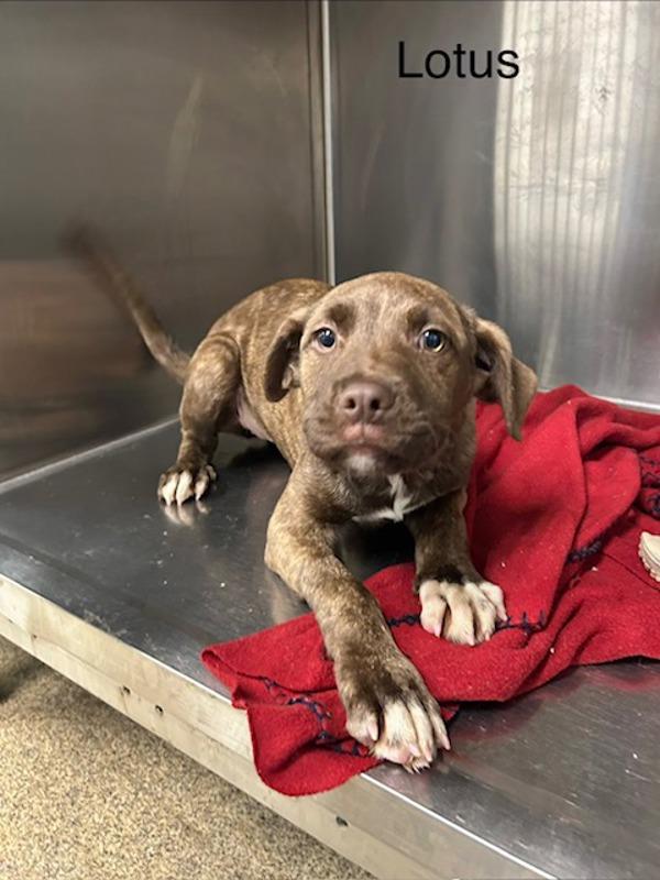 Lotus, Adoptable, Puppy Female Labrador Retriever.