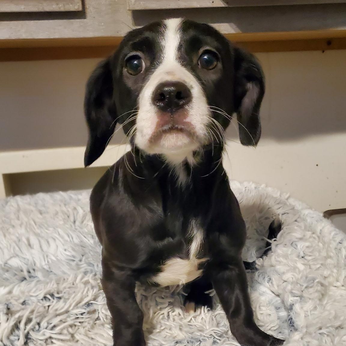 Liberty, adopted, Puppy Female Dachshund & Chihuahua.