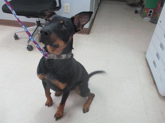 KANE, Adoptable, Adult Male Doberman Pinscher & Mixed Breed.