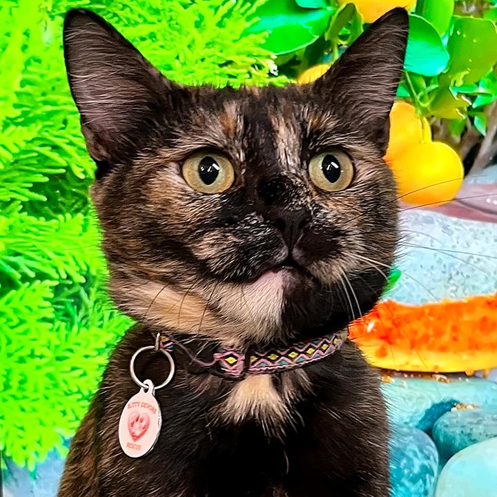 Enlarge Mayra, an adopted Domestic Short Hair in Seattle, WA image 2/6