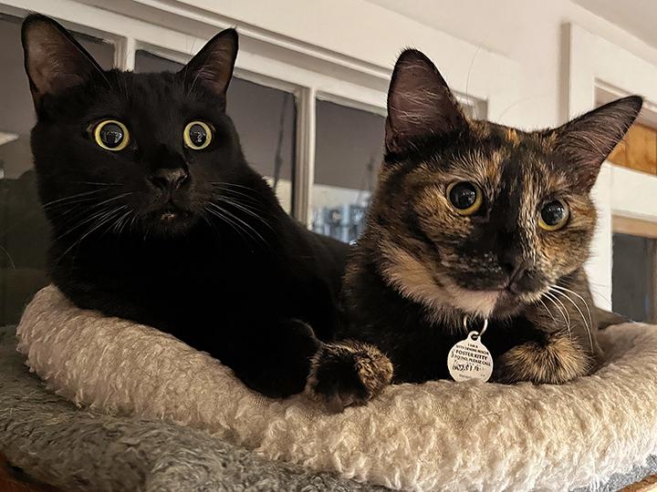 Enlarge Mayra, an adopted Domestic Short Hair in Seattle, WA image 3/6