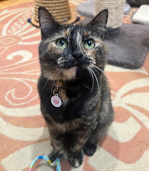 Enlarge Mayra, an adopted Domestic Short Hair in Seattle, WA image 1/6