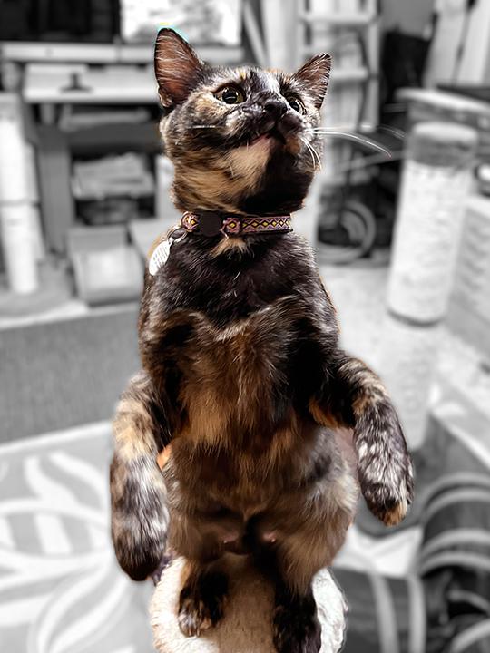 Enlarge Mayra, an adopted Domestic Short Hair in Seattle, WA image 4/6