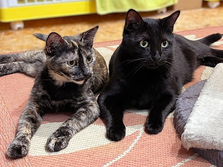 Enlarge Mayra, an adopted Domestic Short Hair in Seattle, WA image 6/6