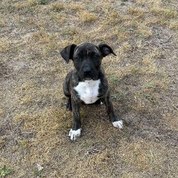 Enlarge Rio, an adopted mixed breed in Valdosta, GA image 4/5