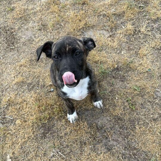 Enlarge Rio, an adopted mixed breed in Valdosta, GA image 2/5