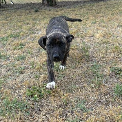 Enlarge Rio, an adopted mixed breed in Valdosta, GA image 5/5