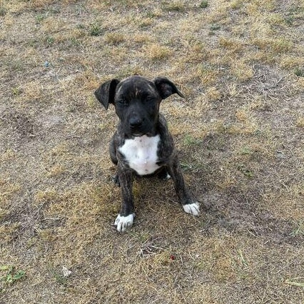 Rio, adopted, Puppy Female Pit Bull Terrier.