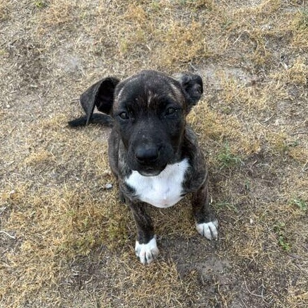 Enlarge Rio, an adopted mixed breed in Valdosta, GA image 3/5