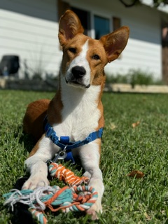 Enlarge Dash, a Adopted Australian Cattle Dog / Blue Heeler in Huntington Beach, CA image 2/5