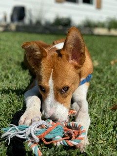 Enlarge Dash, a Adopted Australian Cattle Dog / Blue Heeler in Huntington Beach, CA image 3/5