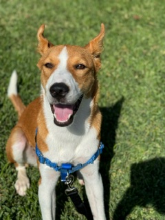 Enlarge Dash, a Adopted Australian Cattle Dog / Blue Heeler in Huntington Beach, CA image 4/5