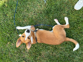 Enlarge Dash, a Adopted Australian Cattle Dog / Blue Heeler in Huntington Beach, CA image 5/5