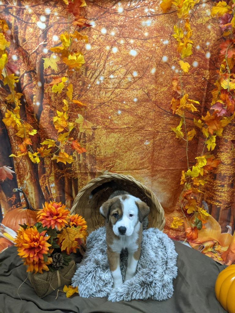 Rosebud, Adoptable, Puppy Female Shepherd.
