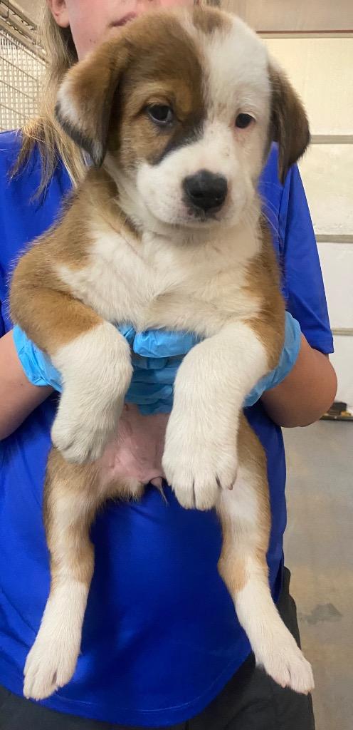 Enlarge Rosebud, a Adoptable mixed breed in Bryant, AR image 2/3