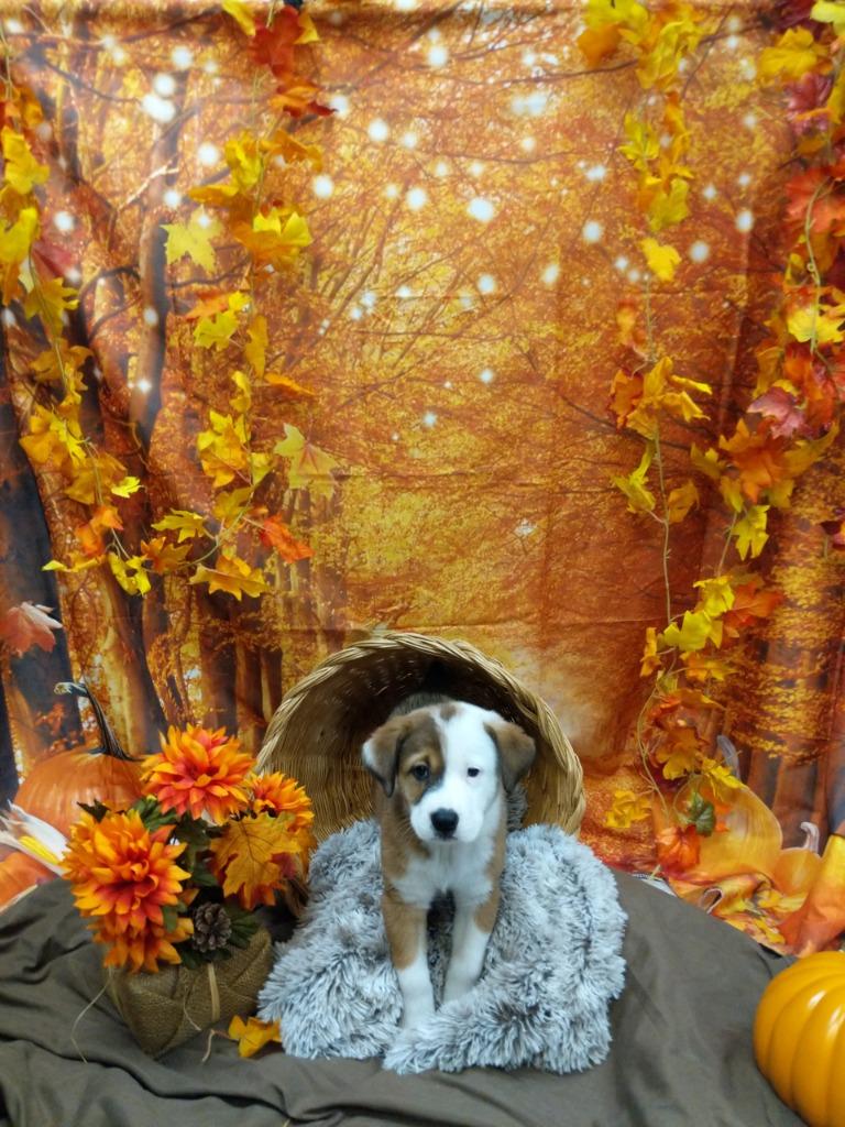 Enlarge Rosebud, a Adoptable mixed breed in Bryant, AR image 3/3