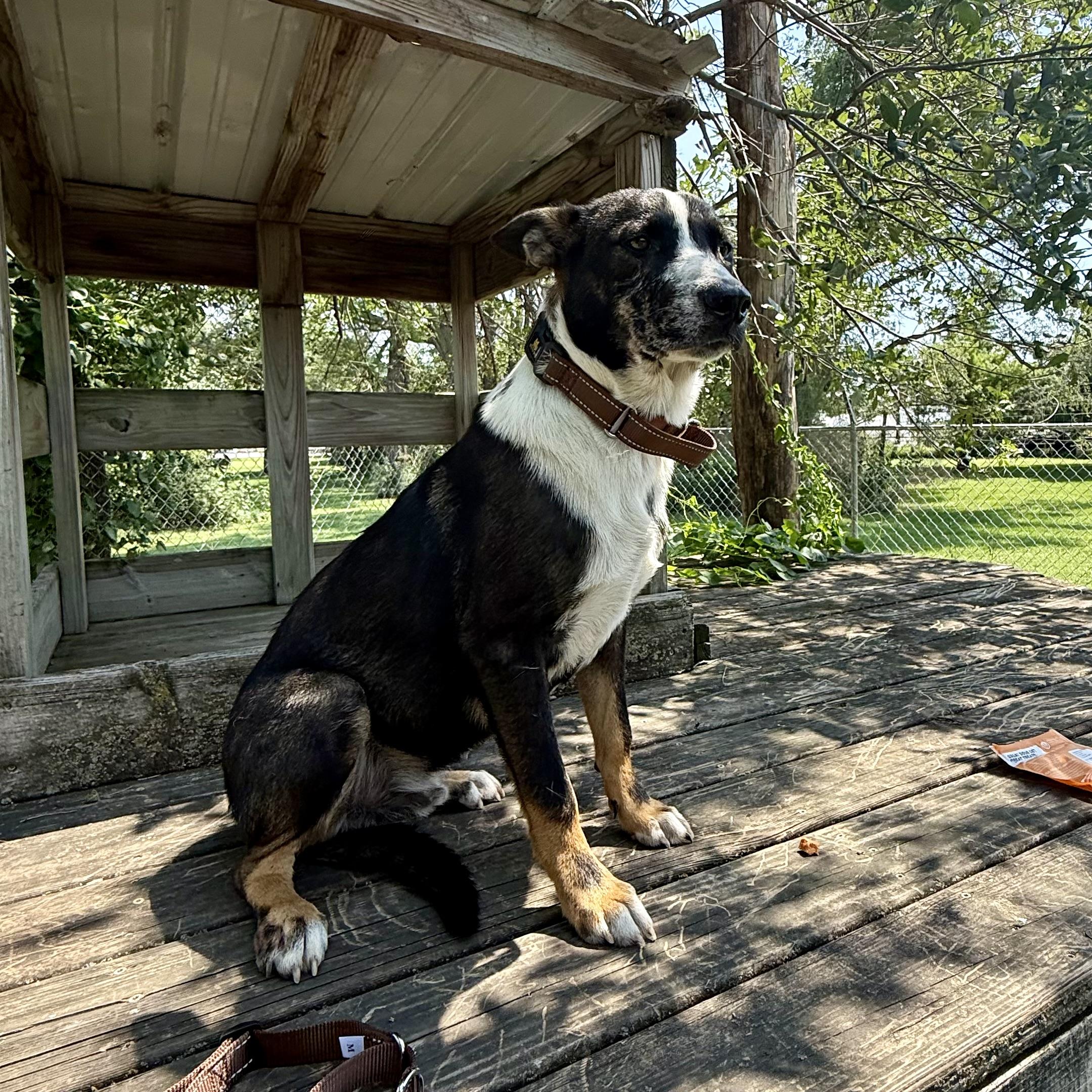 Bowie