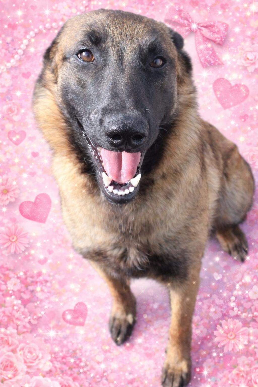Freya - 29285, ADOPTABLE, Adult Female Belgian Shepherd / Malinois.