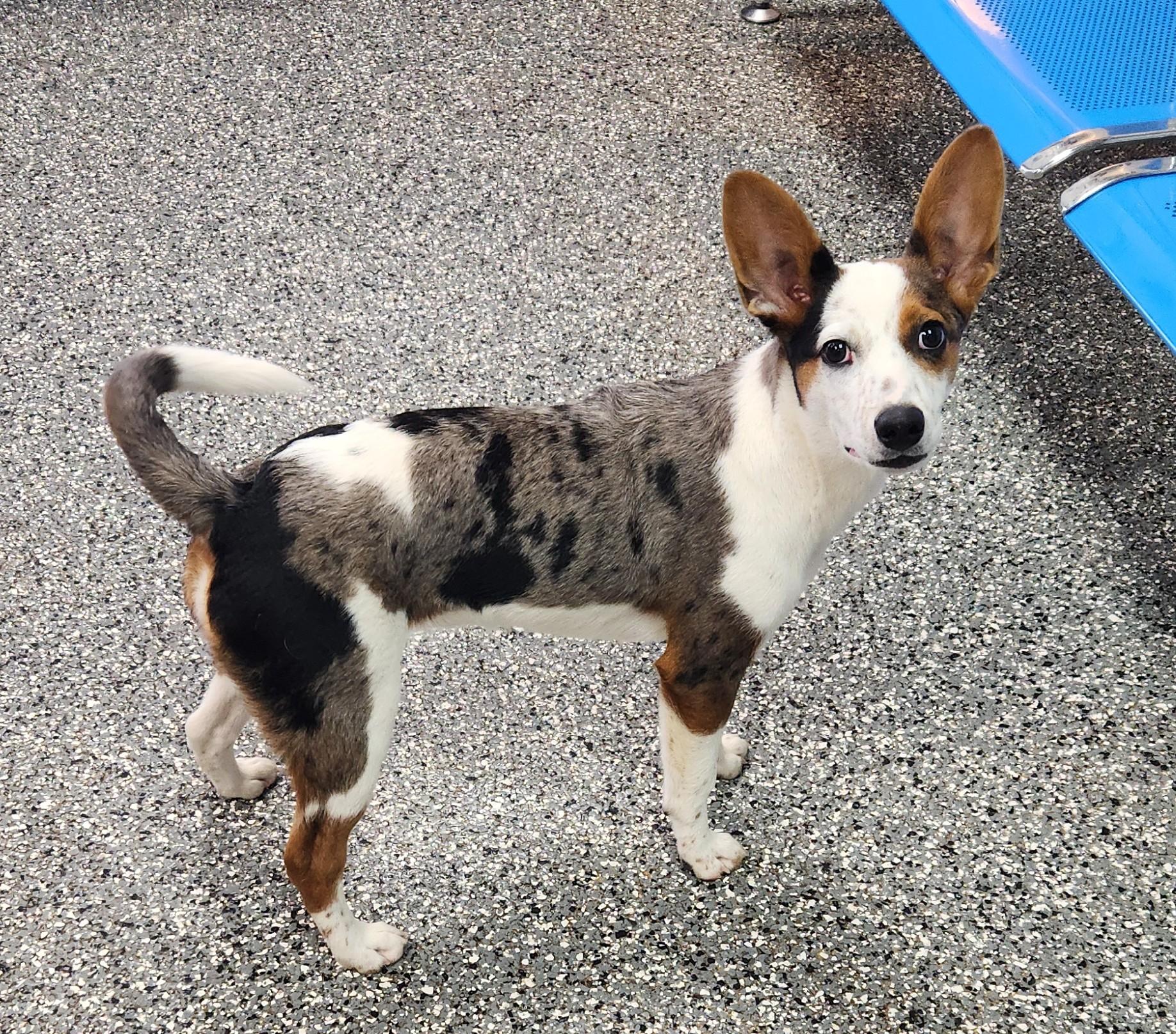 Bailey, adopted, Puppy Female Catahoula Leopard Dog.