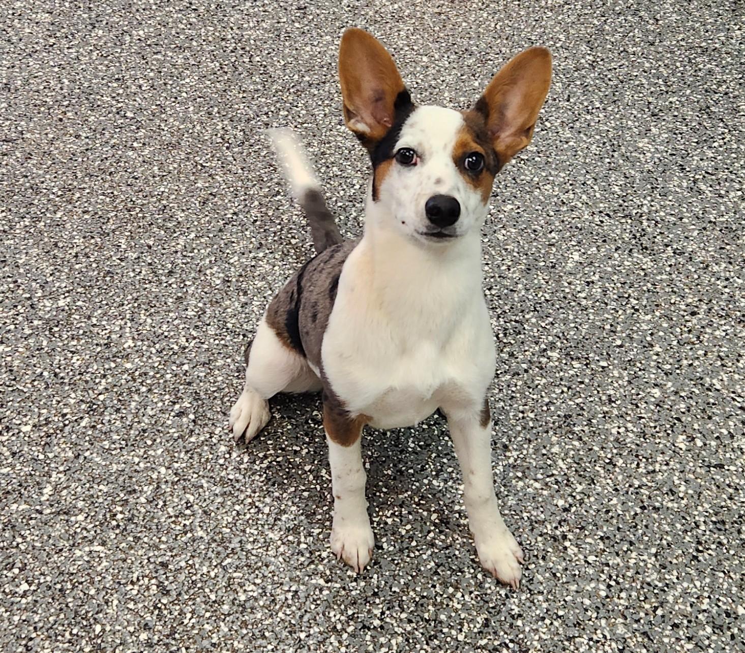 Bailey, an adopted mixed breed in Siloam Springs, AR image 3/3