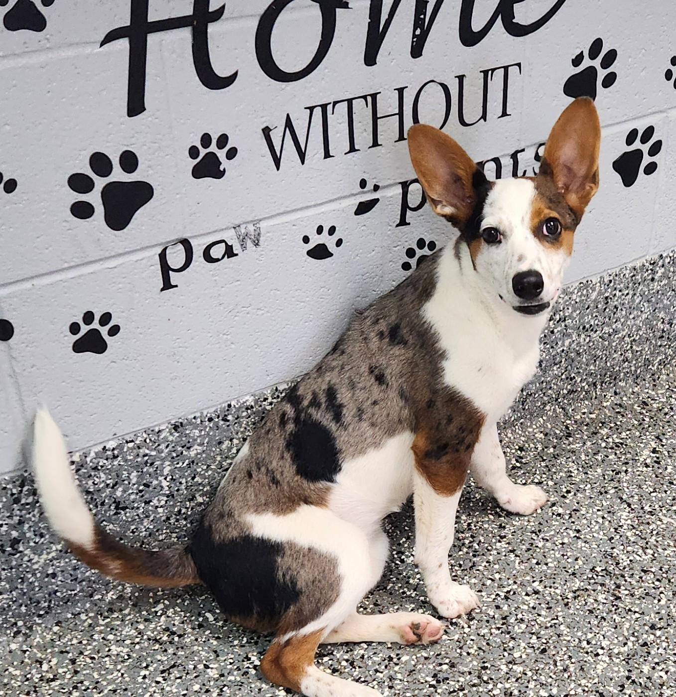 Bailey, an adopted mixed breed in Siloam Springs, AR image 2/3